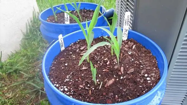 Grow corn in containers