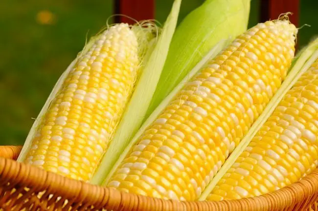 grow corn in containers