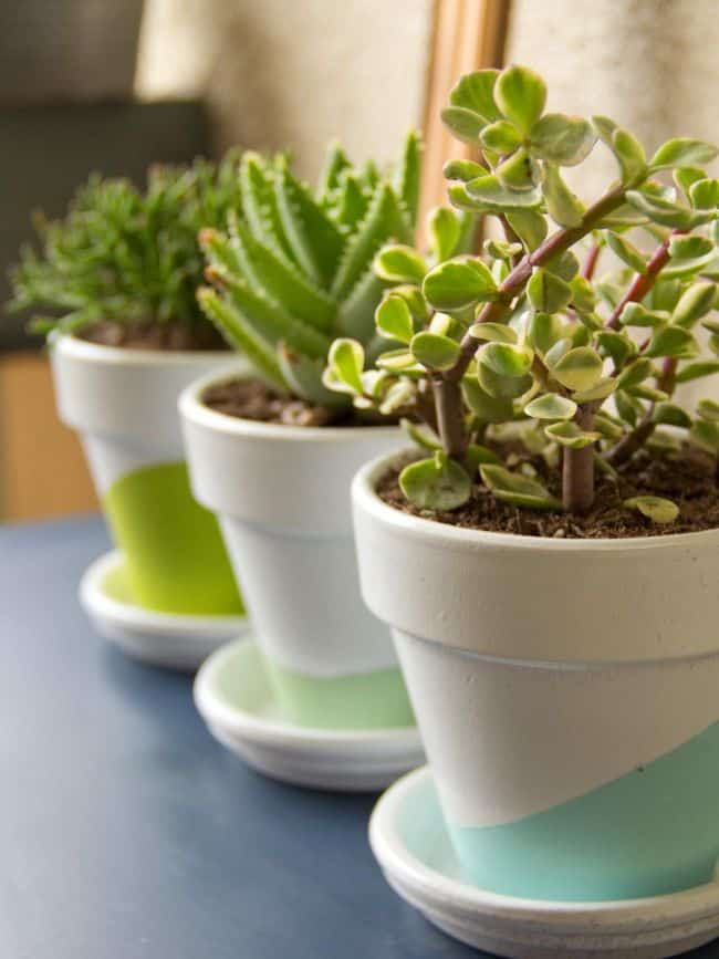 How To Grow Succulents Indoors