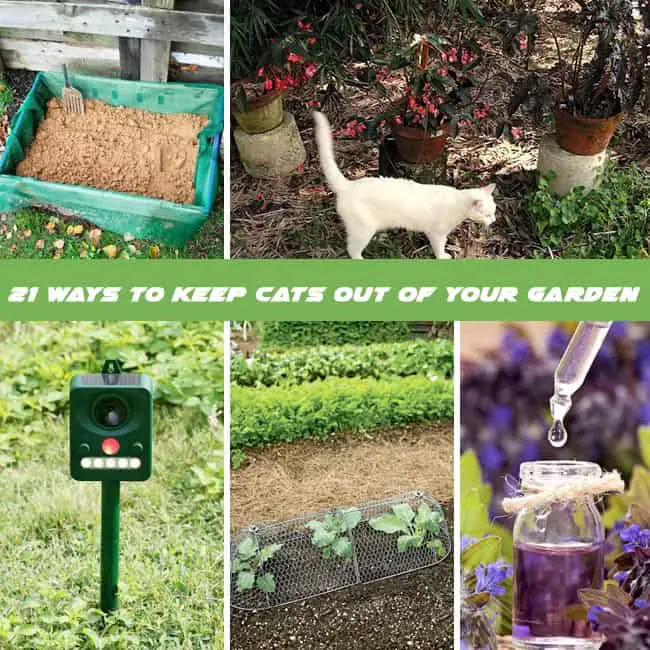 How To Repel Cats 21 Ways Keep, How To Keep Cats Off Your Vegetable Garden