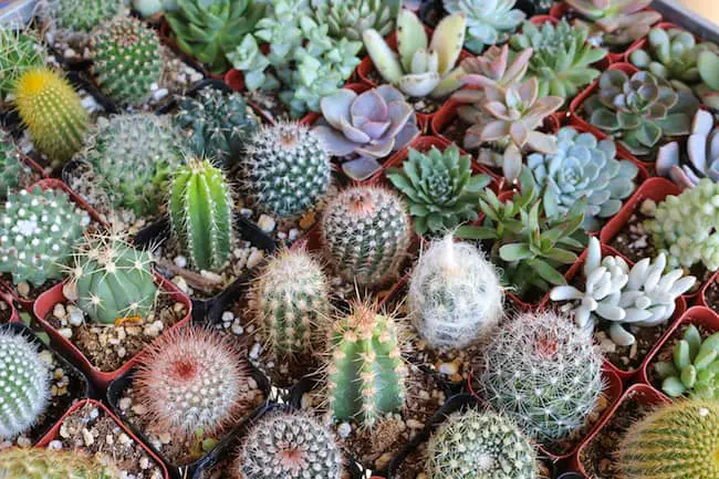 How to propagate cacti and succulents