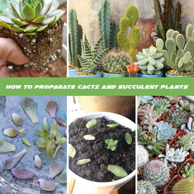 How To Propagate Cacti