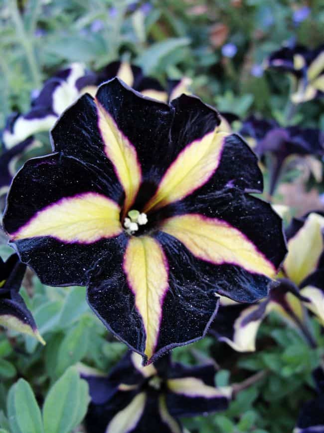 Black Colored Flowers