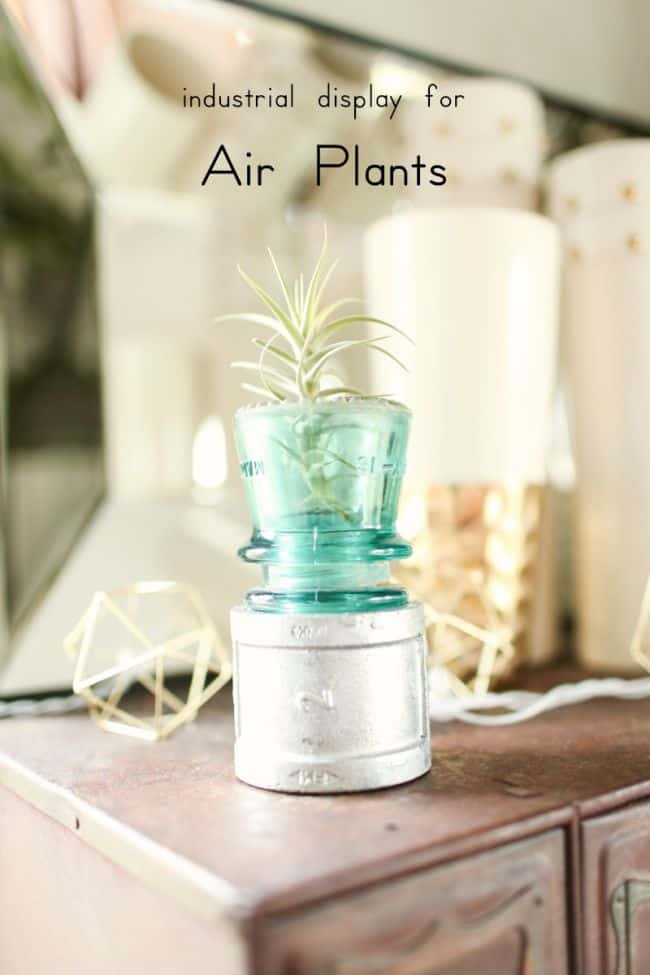Air Plant Display Ideas