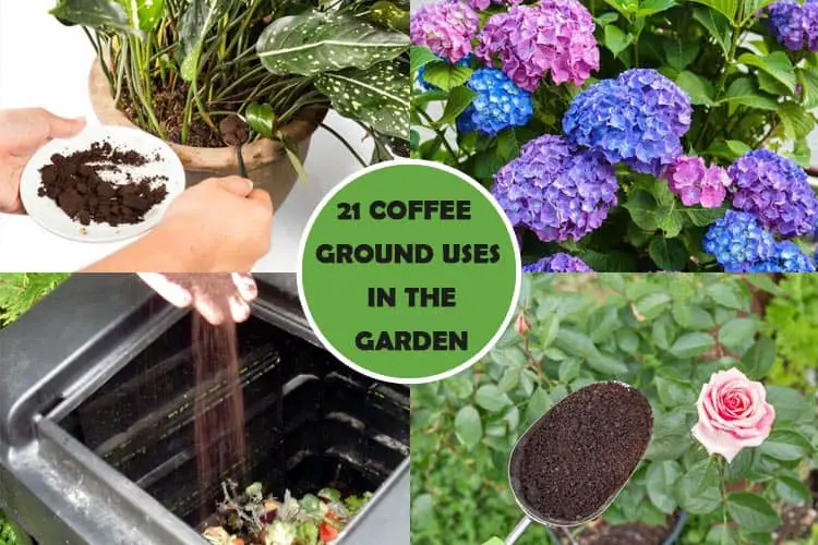 Coffee Grounds In The Garden