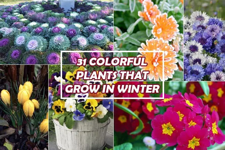 Plants That Grow In Winter
