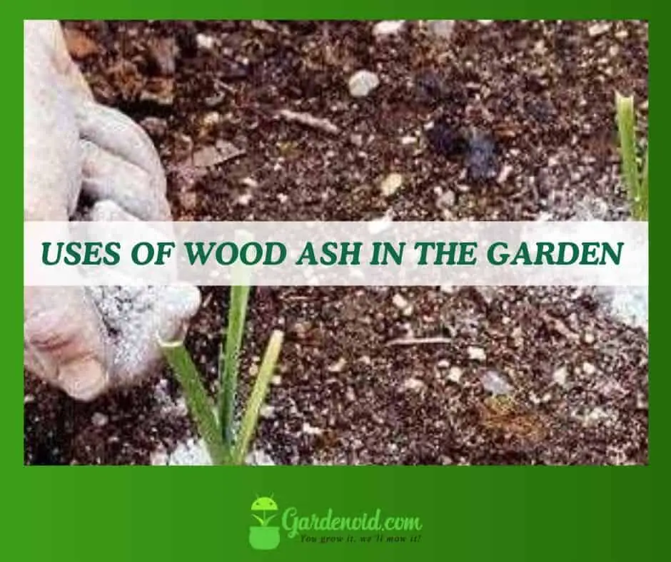 Uses of Wood Ash in The Garden
