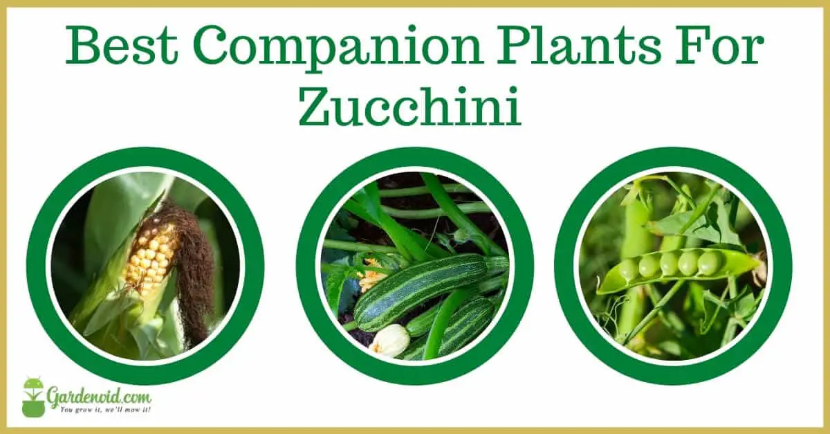 Zucchini Companion Plants