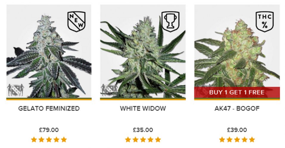 Strain Selection MSNL Seeds Review