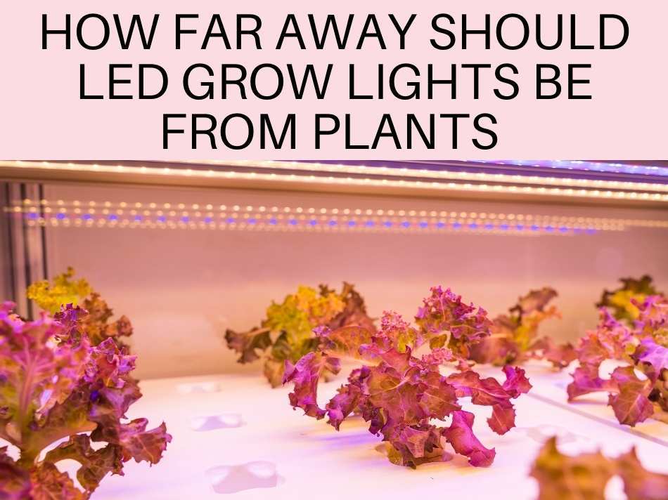 How Far Away Should LED Grow Lights Be From Plants