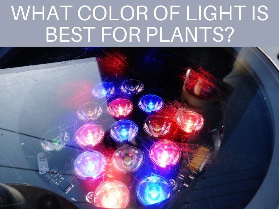 What Color Of Light Is Best For Plants?