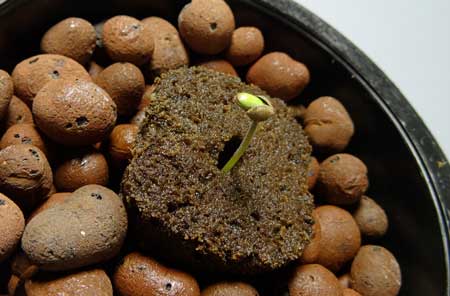 Cannabis seedling emerging from it's shell