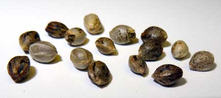 Although each of these cannabis seeds look different, they're all viable!