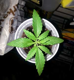 This young cannabis plant in a solo cup is ready to be transplanted - you can tell because the leaves have reached the edges of the cup