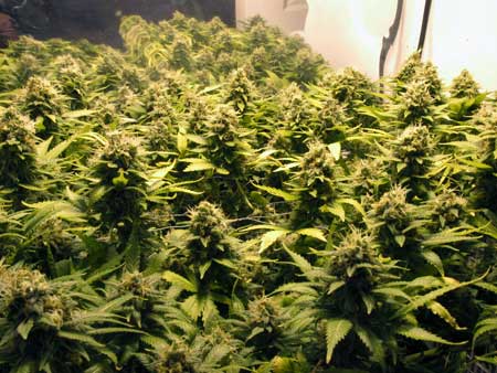 A sea of marijuana buds - these female cannabis plants all came from feminized seeds!