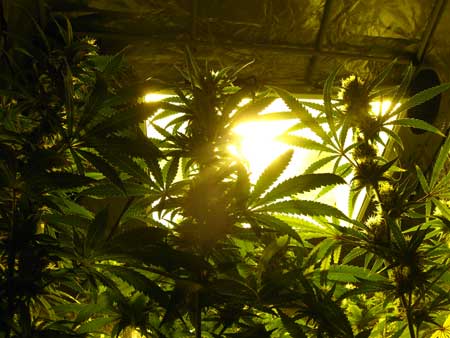 Look up at the HPS grow light and hood through the canopy
