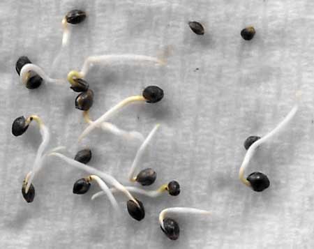 Example of several cannabis seedlings sprouting after being germinated using the paper towel method!