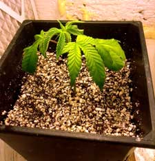 Overwatered marijuana plant - pot is too big