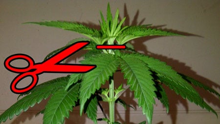 Cut off the very top of your plant in order to reduce the chance of stunting