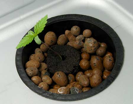 Example of a little marijuana seedling in a DWC setup