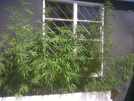 This is NOT stealthy! Never grow cannabis plants openly where anyone can see it!