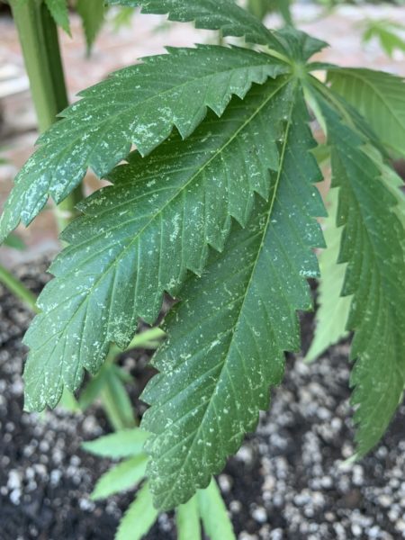 A cannabis leaf with thrips damage