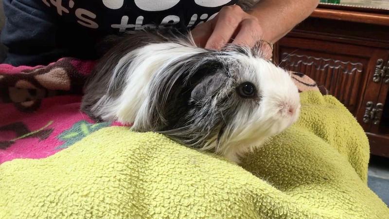 guinea pig after bath and grooming session