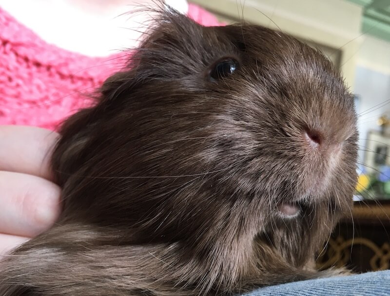 Brown silkie guinea pig on someone's lap