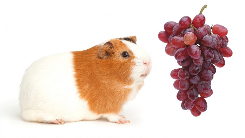 More Information About Guinea Pigs and Grapes