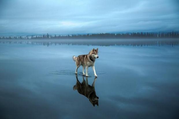 siberian-husky-frozen-lake-dog-photos-fox-grom-15