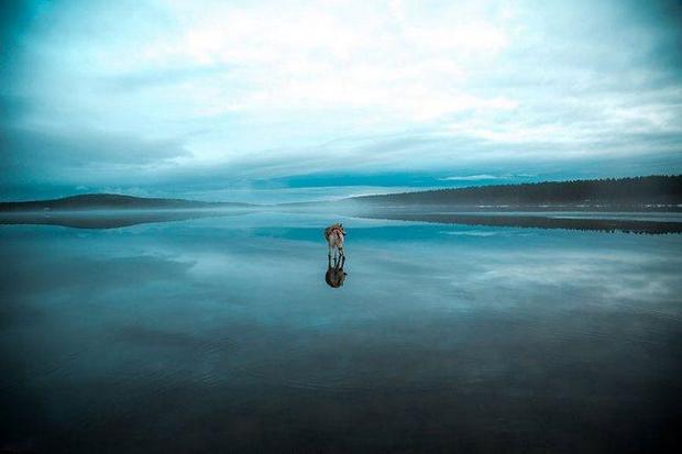 siberian-husky-frozen-lake-dog-photos-fox-grom-7