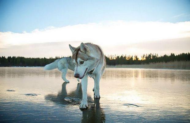siberian-husky-frozen-lake-dog-photos-fox-grom-9