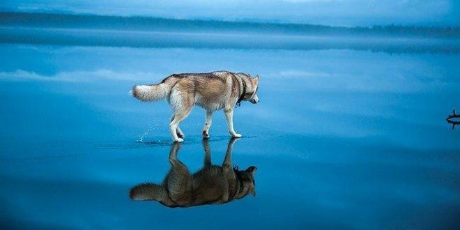 Συλλογή φωτογραφιών με Huskies να παίζουν με τα καθρεπτισμένα παγωμένα νερά μιας λίμνης της Σιβηρίας