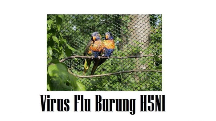 Virus Flu Burung H5N1