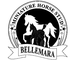 Bellemara Miniture Hourse Stud