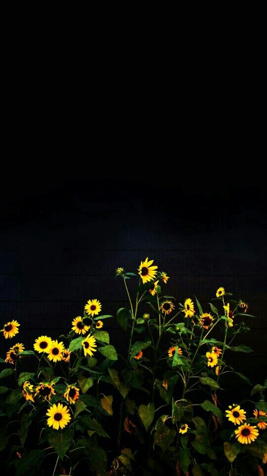Black Sunflower Phone Wallpaper