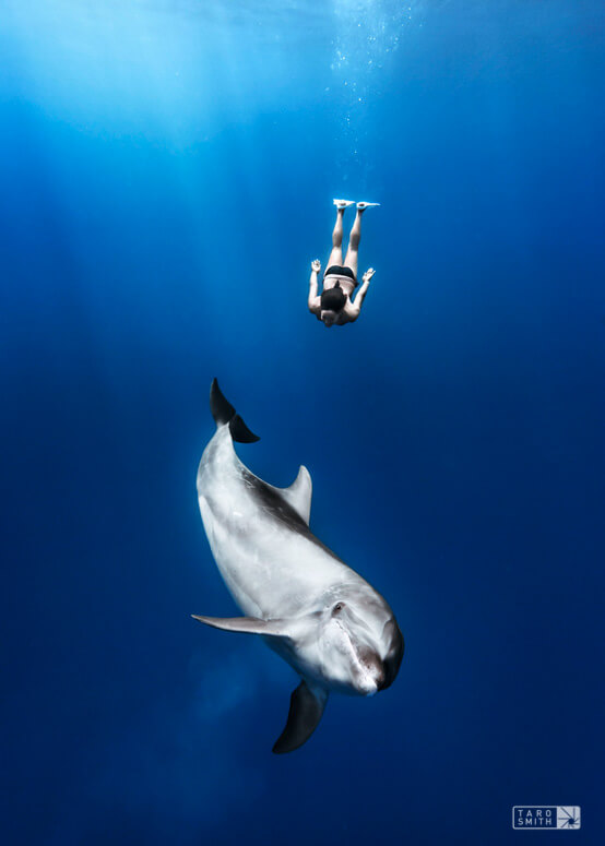 Amy Ippoliti swimming with a bottlenose dolphin