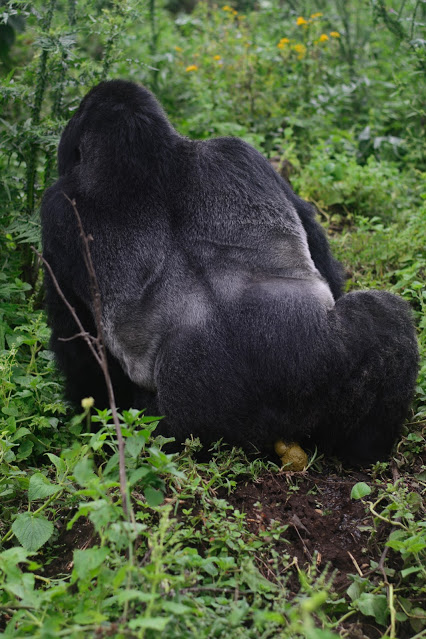 silverback gorilla farting