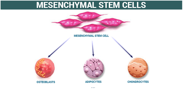 Mesenchymal Stem Cells BIOTECHNOLOGY TOPICS FOR UPSC  |  CURRENT AFFAIRS