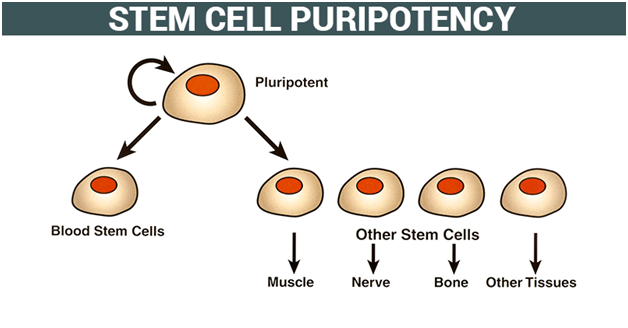Pluripotent Stem Cells BIOTECHNOLOGY TOPICS FOR UPSC  |  CURRENT AFFAIRS