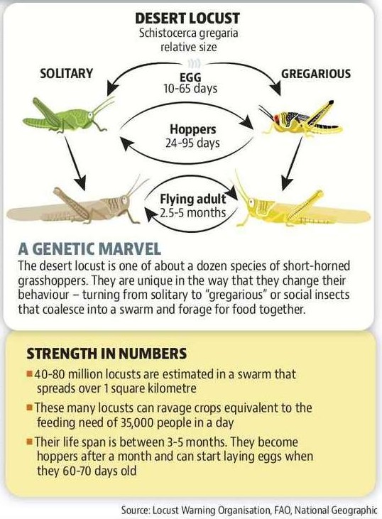 Life Cycle of Locusts and How they Spread
