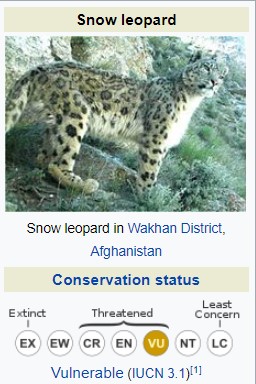 IUCN Vulnerable Snow Leopard 
