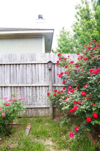 Rose bushes and a backyard raised garden bed