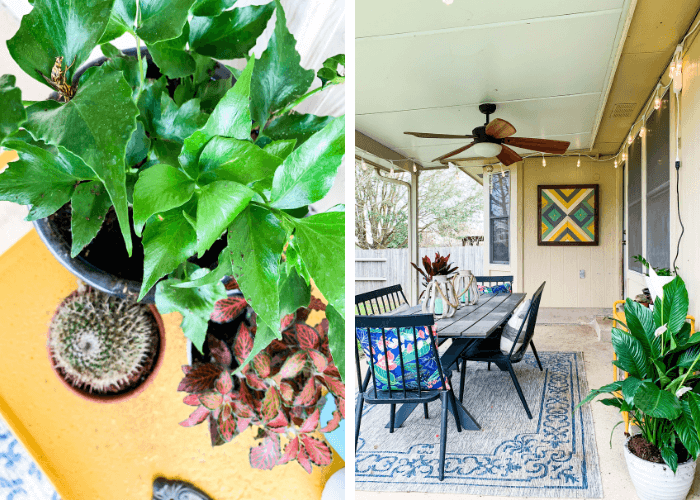 collage of plants and back patio
