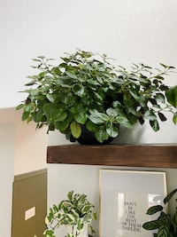 Swedish ivy on a tall shelf