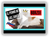 BORZOI: el perro GALGO RUSO | 5 Datos y 10 Curiosidades que quizÃ¡ no conozcas