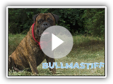 Bullmastiff Dog Breed 101