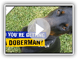 Do You Want a DOBERMAN? Check This!!