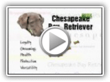 Breed All About It - Chesapeake Bay Retriever