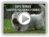 Skye Terrier: CaracterÃ­sticas, Crianza y Cuidados - TvAgro por Juan Gonzalo Angel